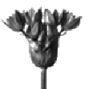 Криптовалюта MORPHOSE MORPHOSE MORPH Криптовалюта MORPHOSE MORPHOSE MORPH